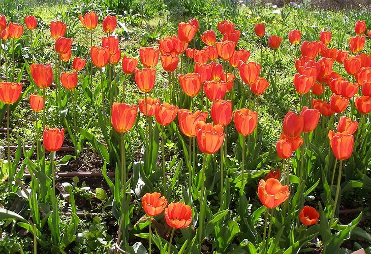 Diferentes tipos de tulipanes de todo el mundo Tulipán de Didier