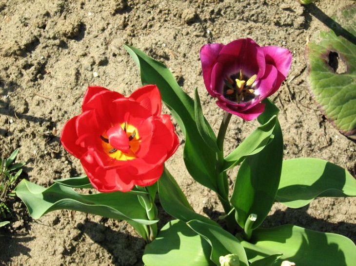 Diferentes tipos de tulipanes de todo el mundo Tulipán de Didier