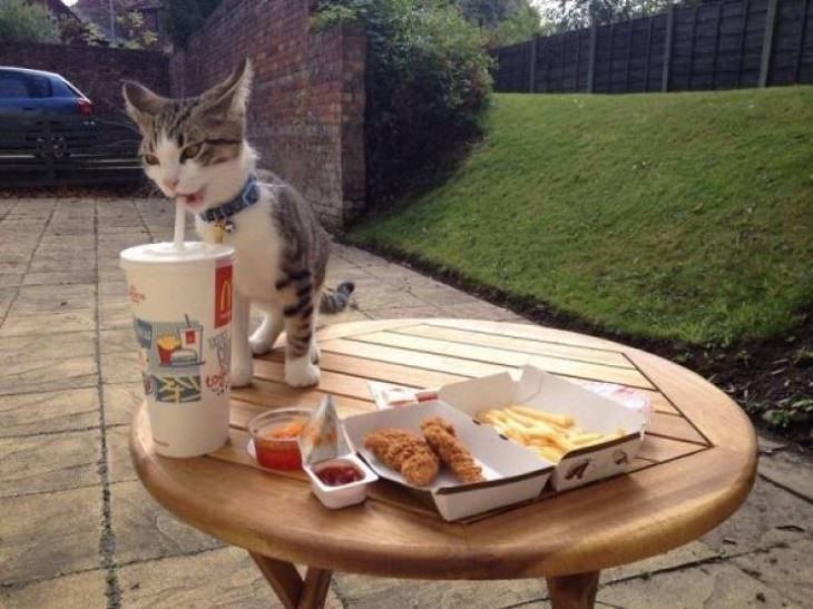 Imágenes De Animales Captadas En Momentos Graciosos gato comiendo comida rápida