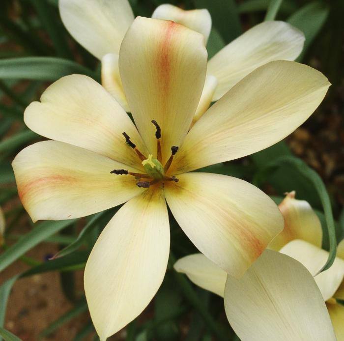 Diferentes tipos de tulipanes de todo el mundo Tulipán de encanto de bronce