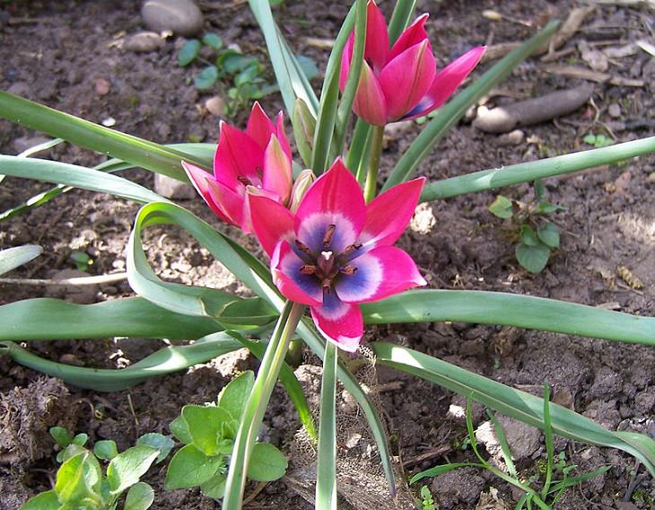 Diferentes tipos de tulipanes de todo el mundo Tulipán pequeña belleza