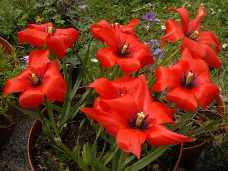 Diferentes tipos de tulipanes de todo el mundo Tulipán cazador rojo