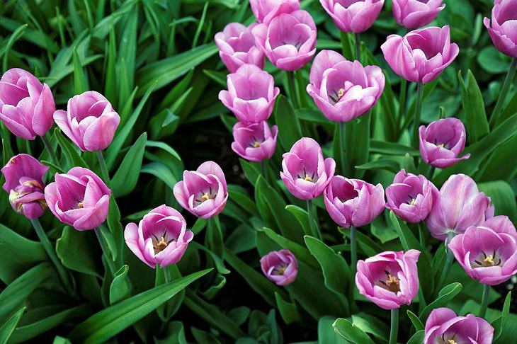 Diferentes tipos de tulipanes de todo el mundo  Tulipán coartada de triunfo