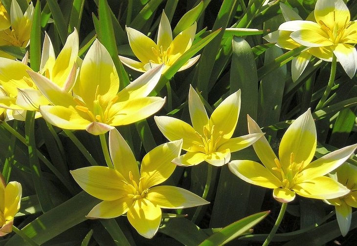 Diferentes tipos de tulipanes de todo el mundo Tulipán Tarda