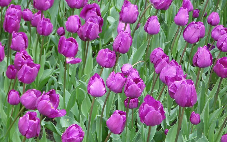  Diferentes tipos de tulipanes de todo el mundo Tulipán Negrita