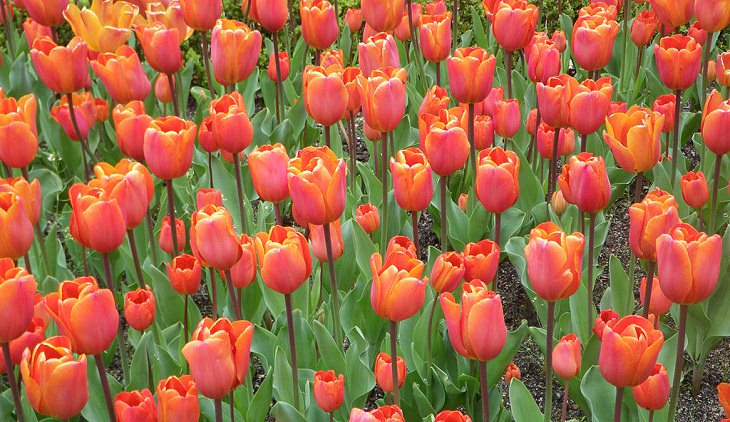 Diferentes tipos de tulipanes de todo el mundo Tulipán Annie Schilder