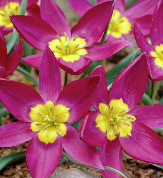 Diferentes tipos de tulipanes de todo el mundo  Tulipán perla persa