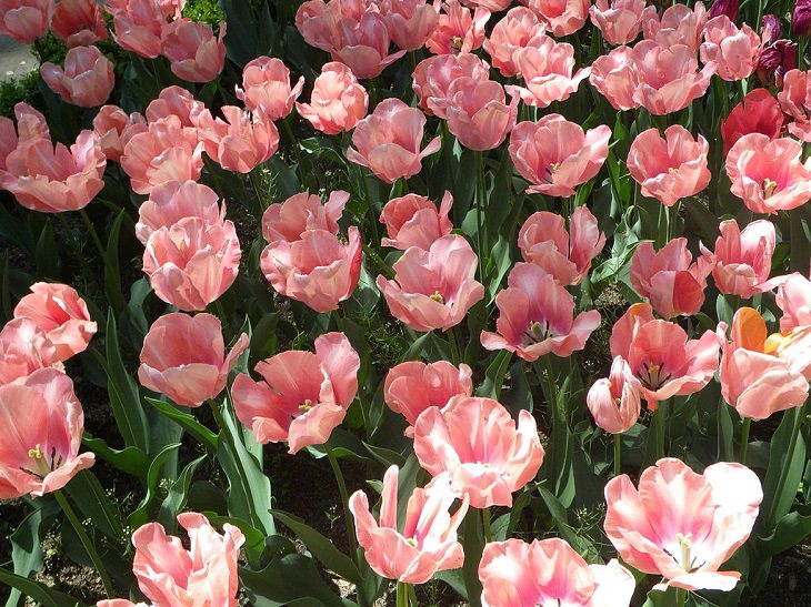 Diferentes tipos de tulipanes de todo el mundo Tulipán de perfección de albaricoque