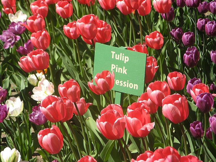  Diferentes tipos de tulipanes de todo el mundo  Tulipán impresión rosa 