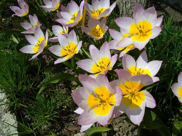 Diferentes tipos de tulipanes de todo el mundo La maravilla lila