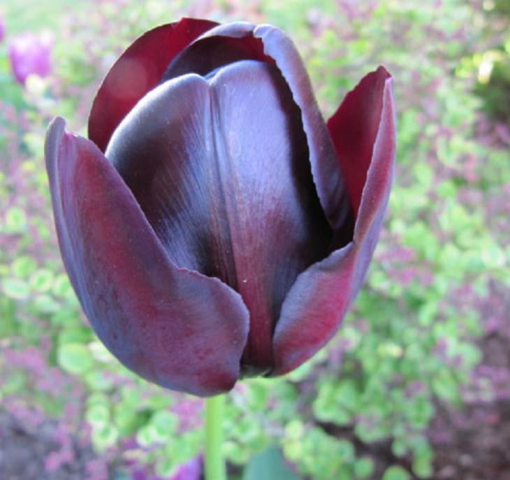 Diferentes tipos de tulipanes de todo el mundo Tulipán negro