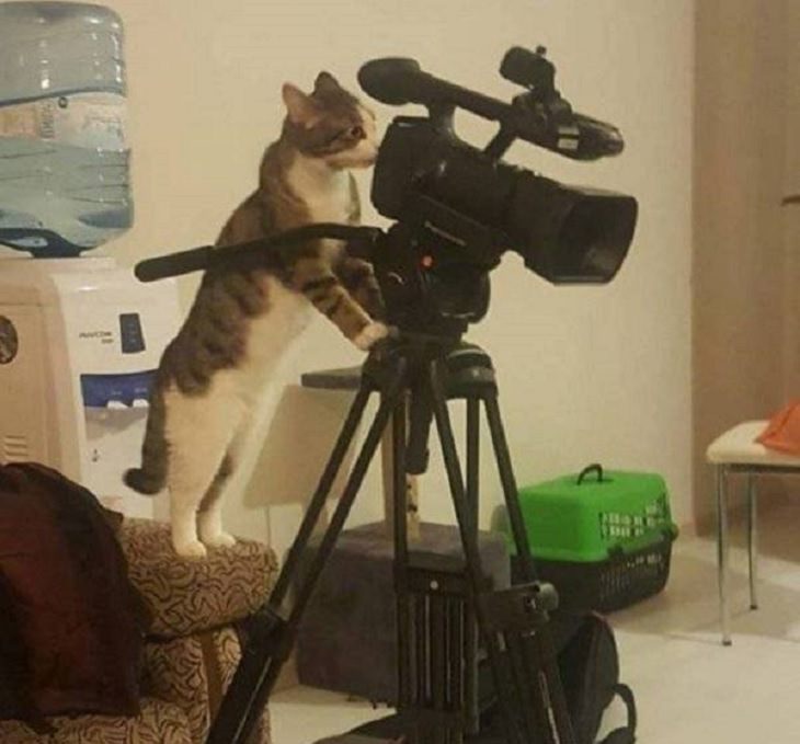 Imágenes De Animales Captadas En Momentos Graciosos gato camarógrafo