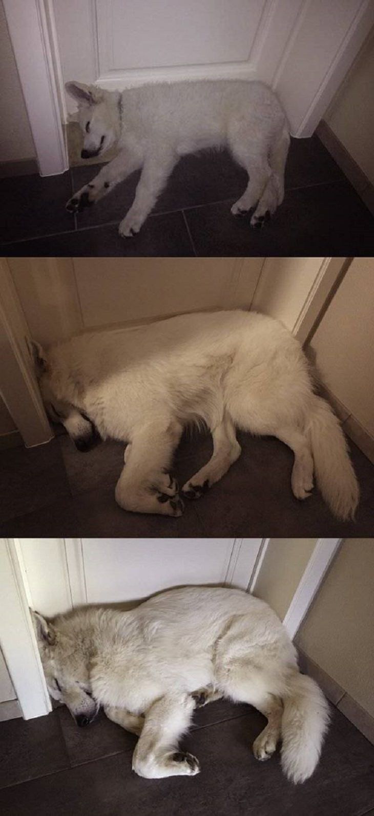 Imágenes De Animales Captadas En Momentos Graciosos perro durmiendo a la entrada de la habitación