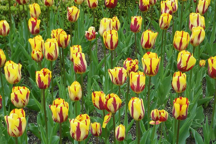  Diferentes tipos de tulipanes de todo el mundo  Tulipán Helmar