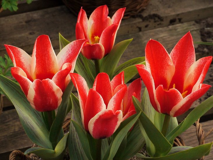 Diferentes tipos de tulipanes de todo el mundo Tulipán pinocho