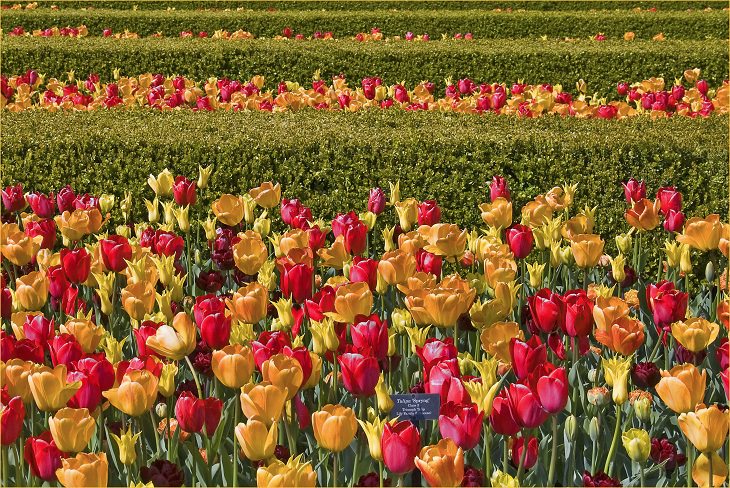Diferentes tipos de tulipanes de todo el mundo Tulipán triunfo