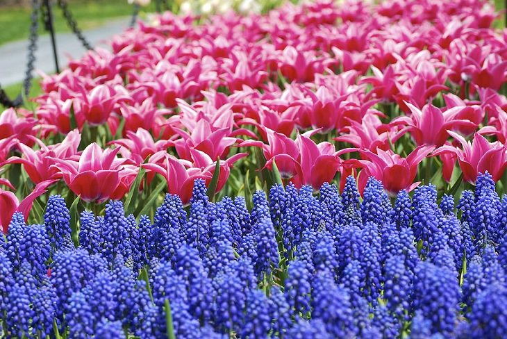  Diferentes tipos de tulipanes de todo el mundo  Tulipán Yonina