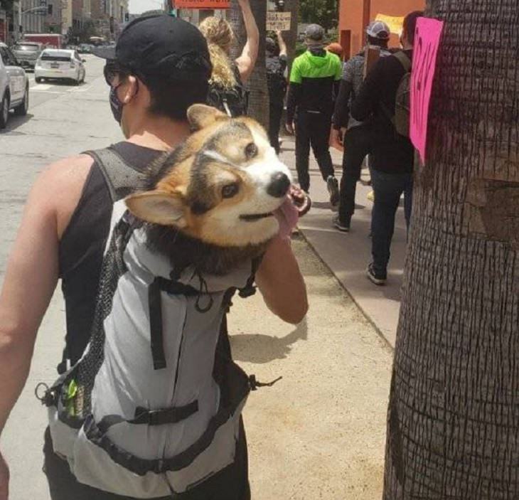 Imágenes De Animales Captadas En Momentos Graciosos hombre carga perro en mochila