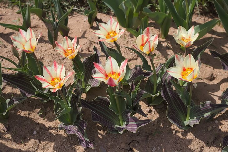  Diferentes tipos de tulipanes de todo el mundo Tulipán greigeii