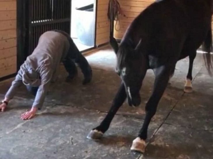 Imágenes De Animales Captadas En Momentos Graciosos practicando yoga con mi caballo