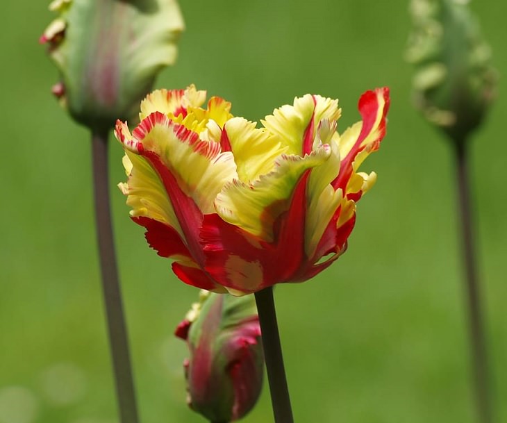 Diferentes tipos de tulipanes de todo el mundo Tulipán de llamas de Texas