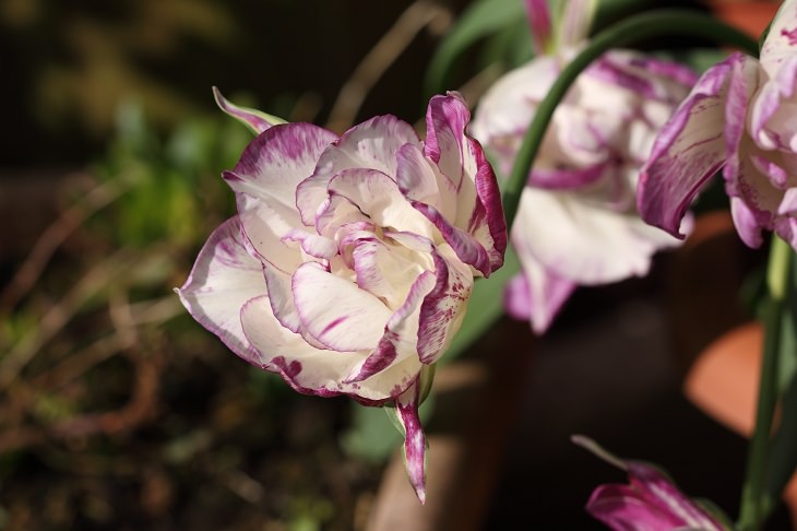 Diferentes tipos de tulipanes de todo el mundo Tulipán Shirley