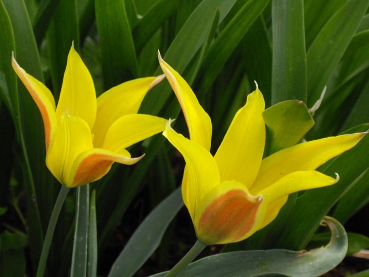 Diferentes tipos de tulipanes de todo el mundo Tulipán de montaña de Altai
