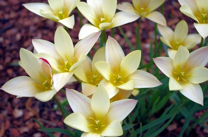  Diferentes tipos de tulipanes de todo el mundo Tulipán Lady Jane