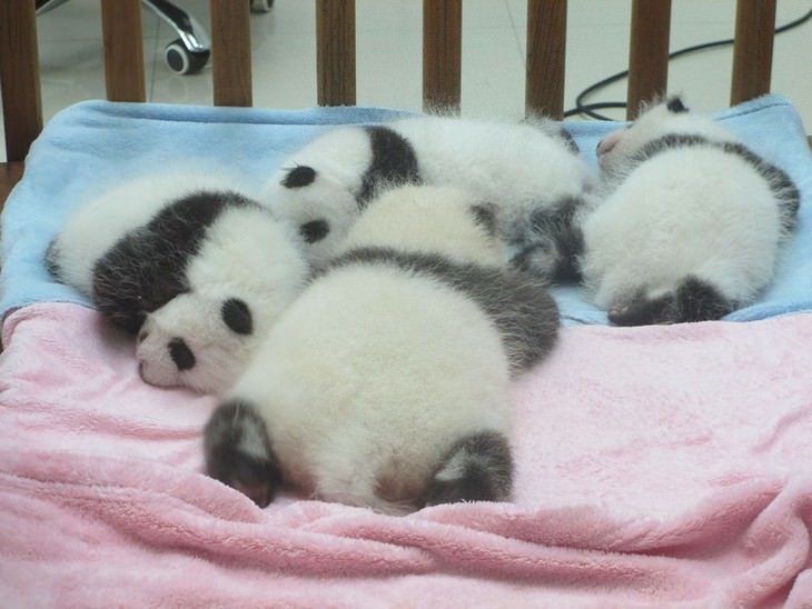 5 Animal Mysteries That Are Puzzling Scientists panda cubs