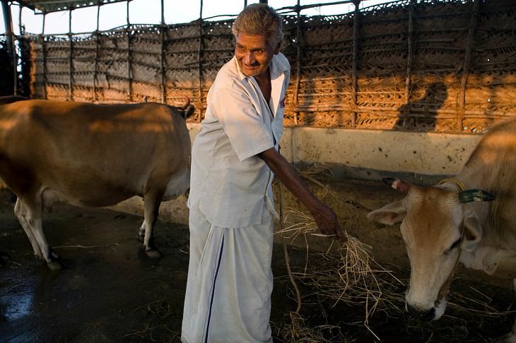 5 Excepcionales Diseños De Hogares De Ancianos Del Mundo Aldea de ancianos Tamaraikulam, distrito de Kudalur, India hombre alimentando vacas