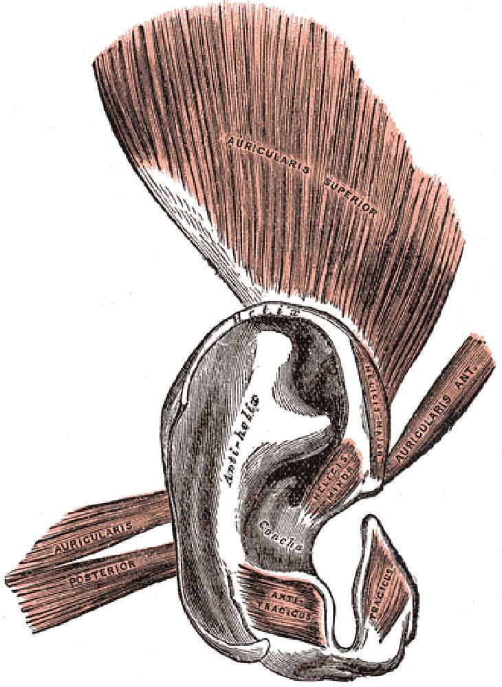  3. Músculos auriculares en el oído.