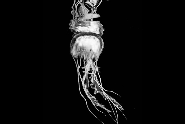 Espectaculares Fotografías Del Océano a Blanco y Negro medusa