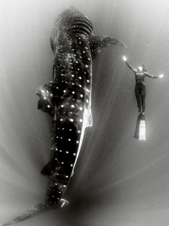 Espectaculares Fotografías Del Océano a Blanco y Negro ballena tiburón