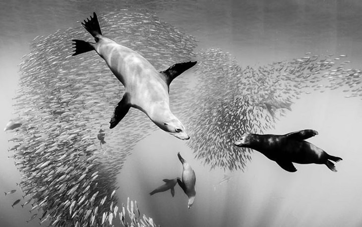 Espectaculares Fotografías Del Océano a Blanco y Negro leones marinos cazando sardinas