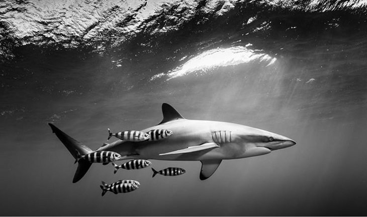 Espectaculares Fotografías Del Océano a Blanco y Negro tiburones nadando