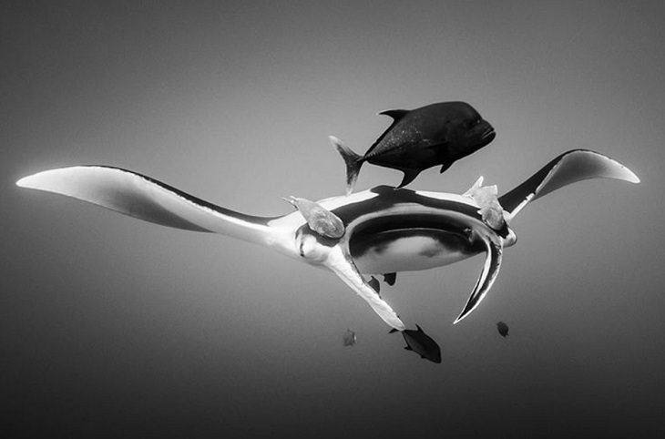 Espectaculares Fotografías Del Océano a Blanco y Negro mantarraya gigante y pez