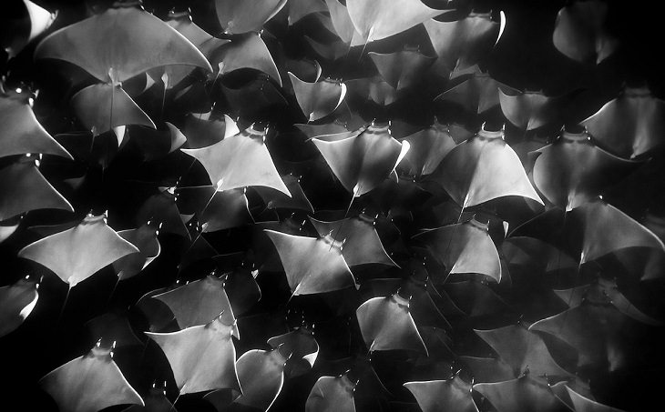 Espectaculares Fotografías Del Océano a Blanco y Negro mobulas