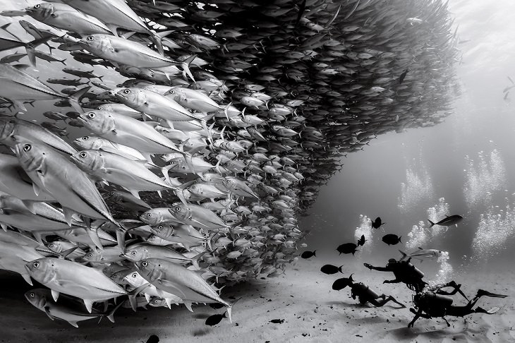 Espectaculares Fotografías Del Océano a Blanco y Negro atunes nadando