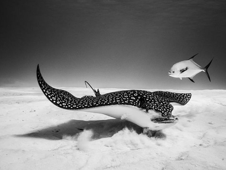 Espectaculares Fotografías Del Océano a Blanco y Negro mantarraya y pez en Cozumel