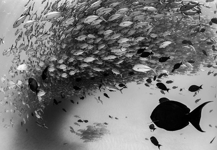Espectaculares Fotografías Del Océano a Blanco y Negro peces nadando al ritmo de la corriente