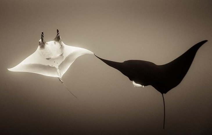 Espectaculares Fotografías Del Océano a Blanco y Negro dos mantarrayas gigantes