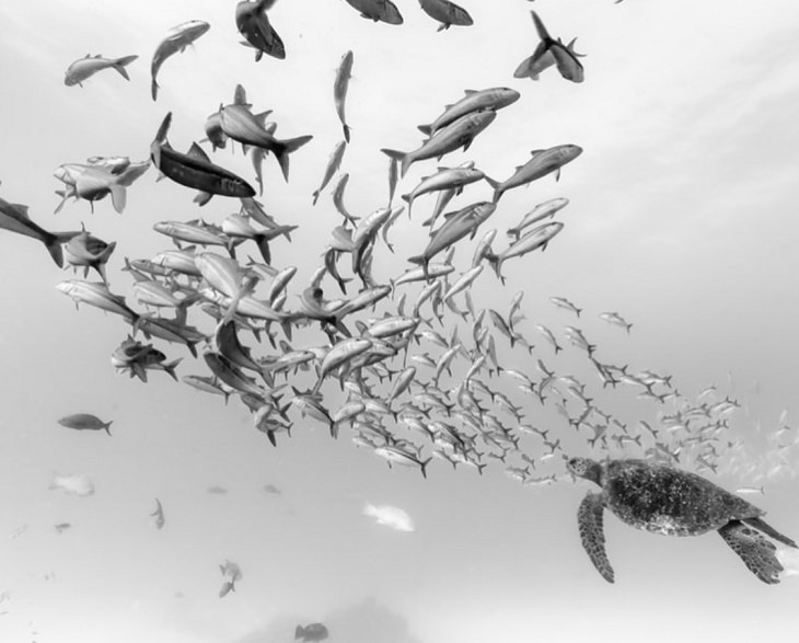 Espectaculares Fotografías Del Océano a Blanco y Negro nadando con la corriente