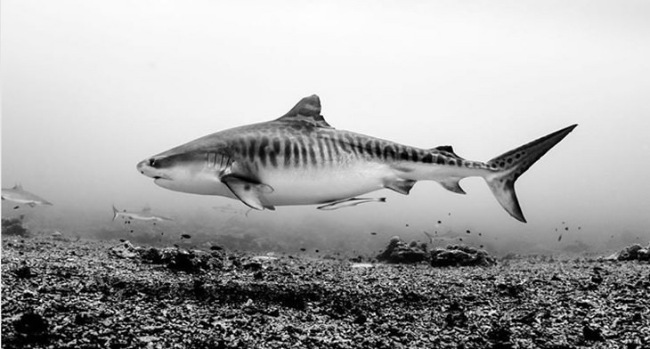 Espectaculares Fotografías Del Océano a Blanco y Negro  tiburón tigre
