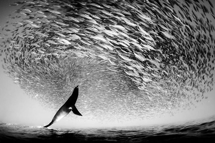 Espectaculares Fotografías Del Océano a Blanco y Negro león marino y peces