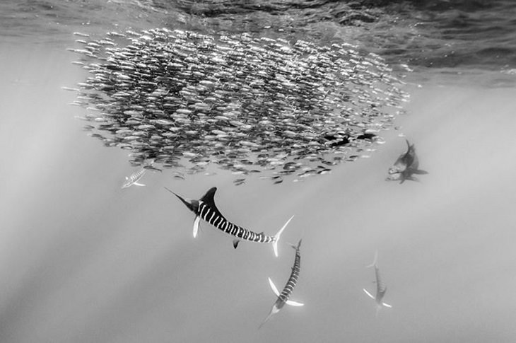 Espectaculares Fotografías Del Océano a Blanco y Negro marlín rayado a la caza