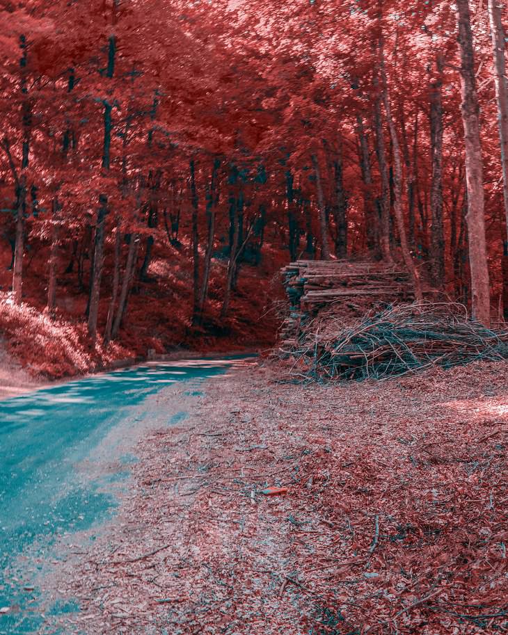 Cómo Es Ver El Mundo Desde Los Ojos De Un Daltónico carretera en el bosque