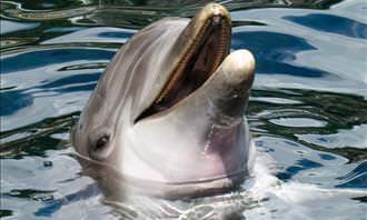 dolphin smiling