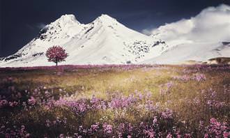 Mountains and flowery field