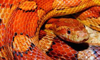 red and yellow snake