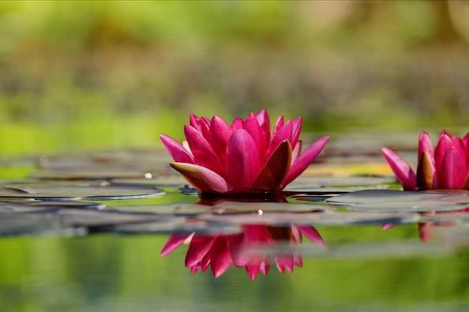 red flower floating on lake
